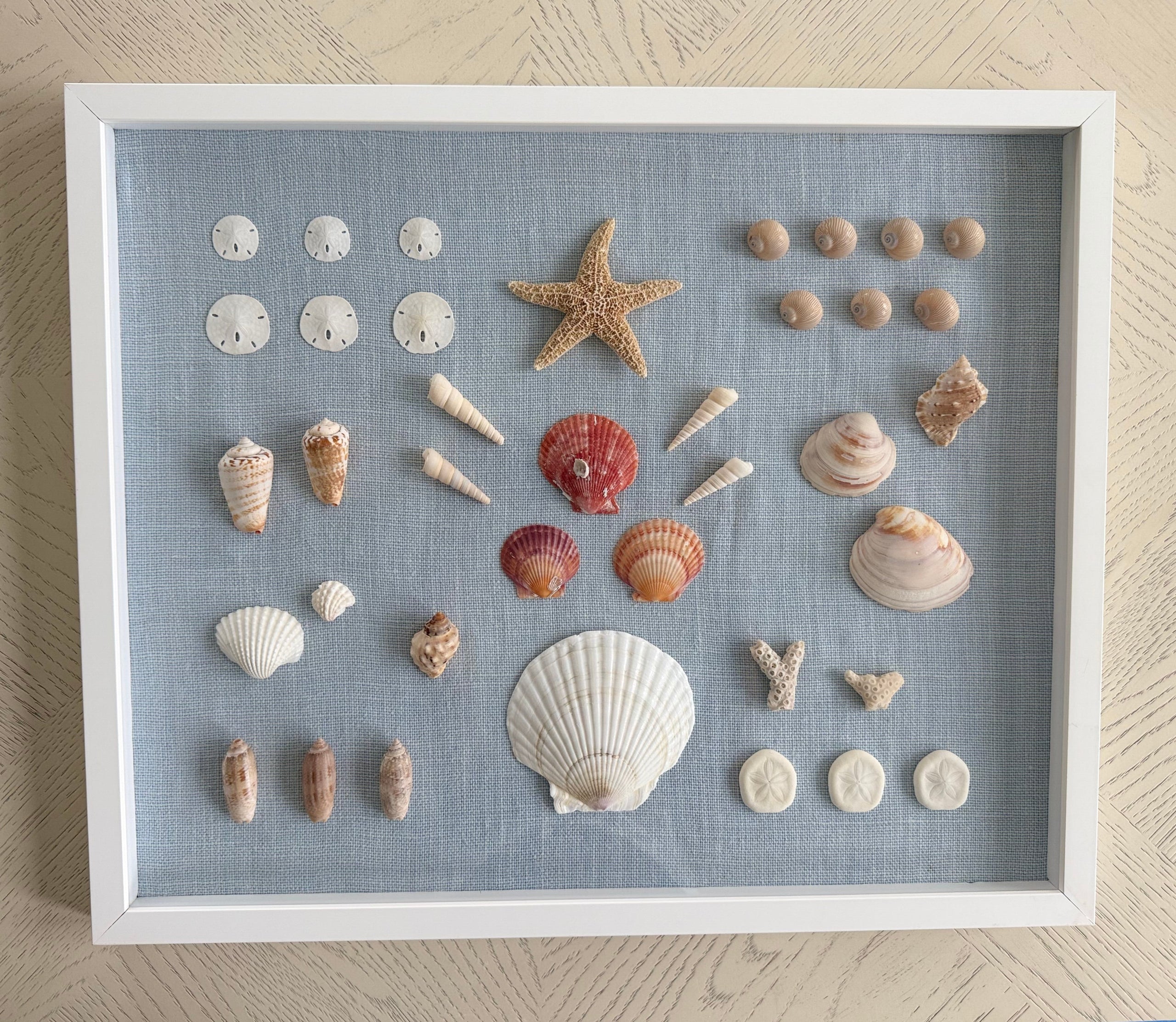 Shell Study Art