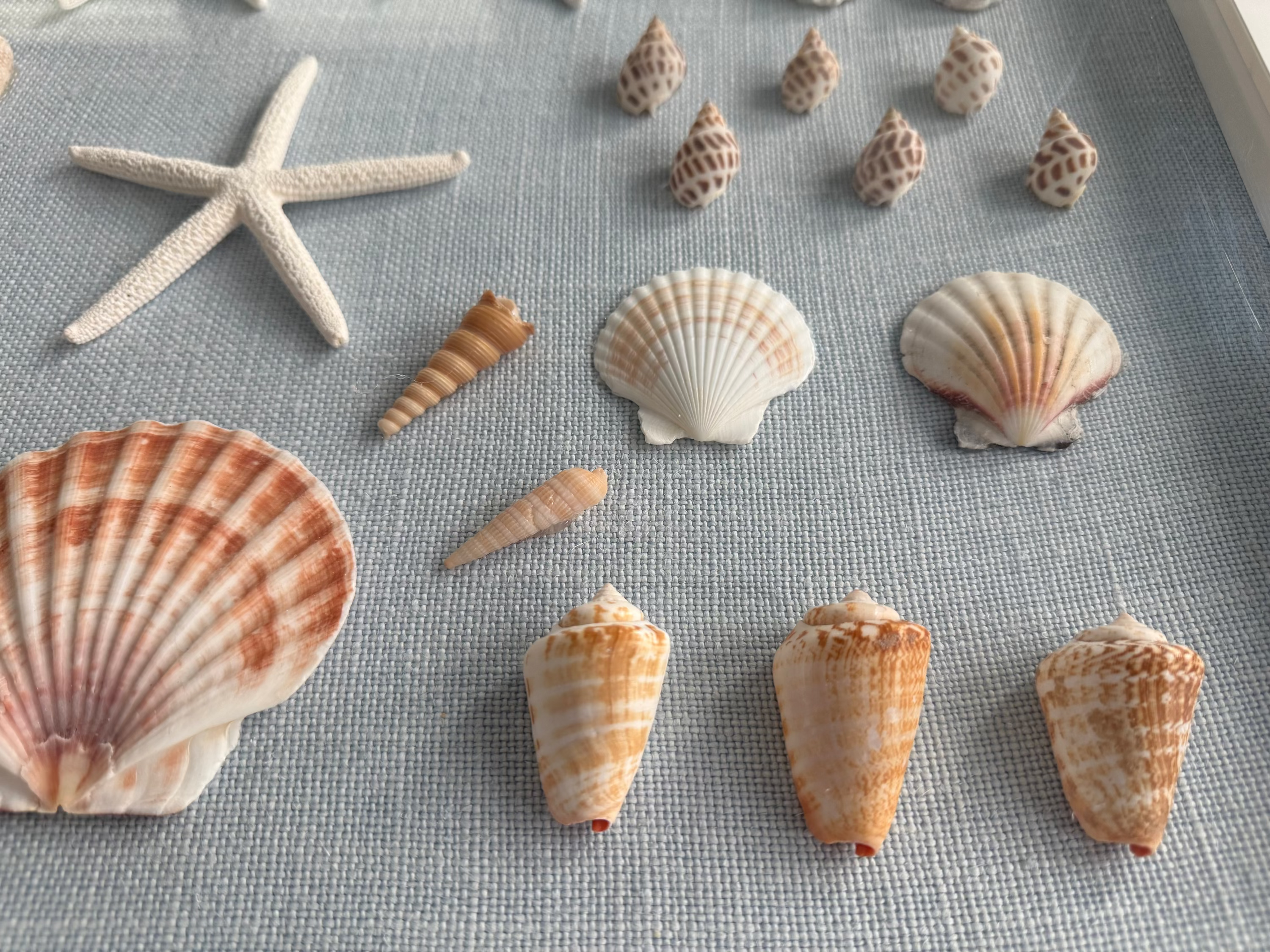 Bespoke Coastal Blue Shell Study Art, 18" x 22"