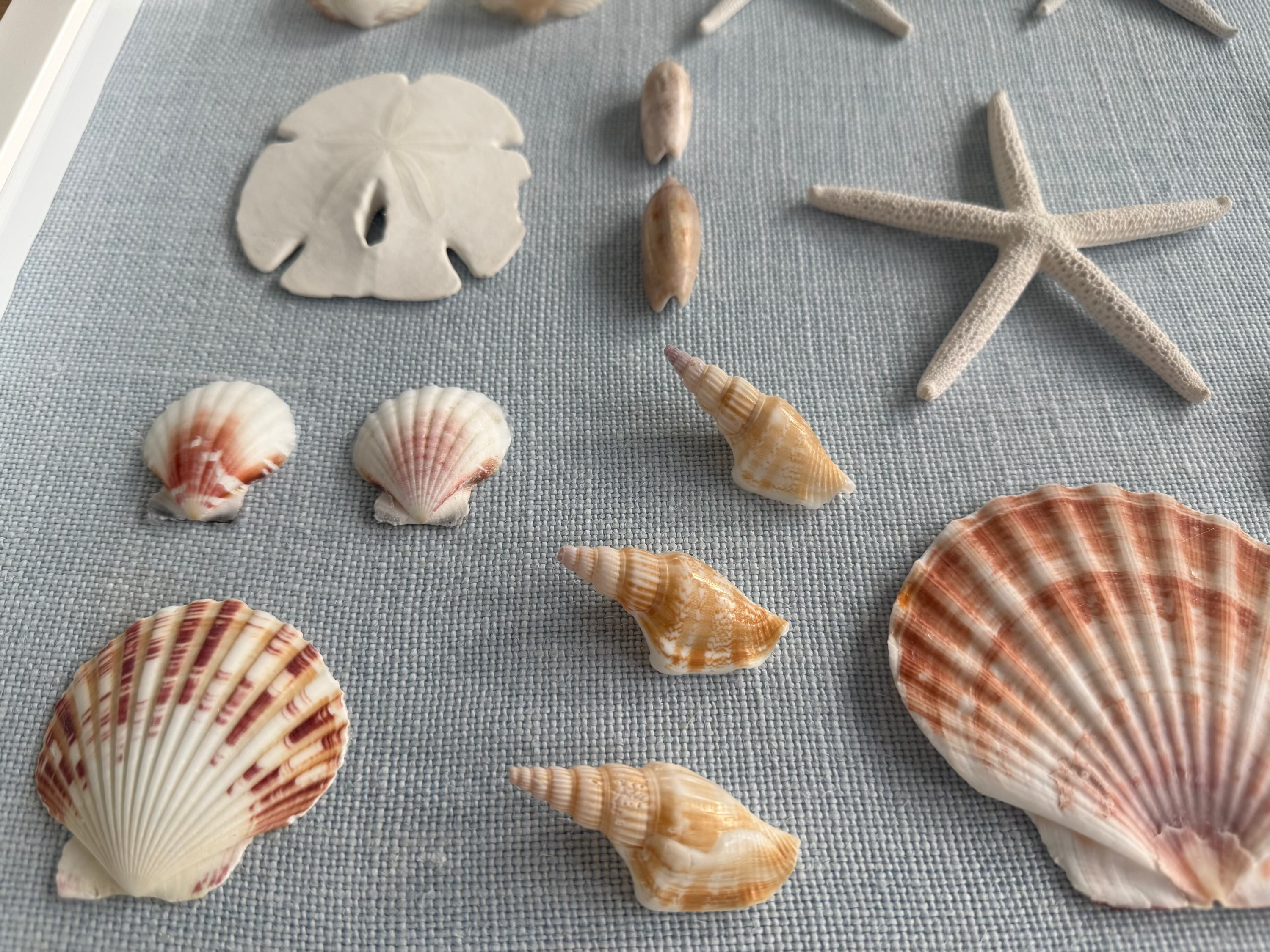 Bespoke Coastal Blue Shell Study Art, 18" x 22"