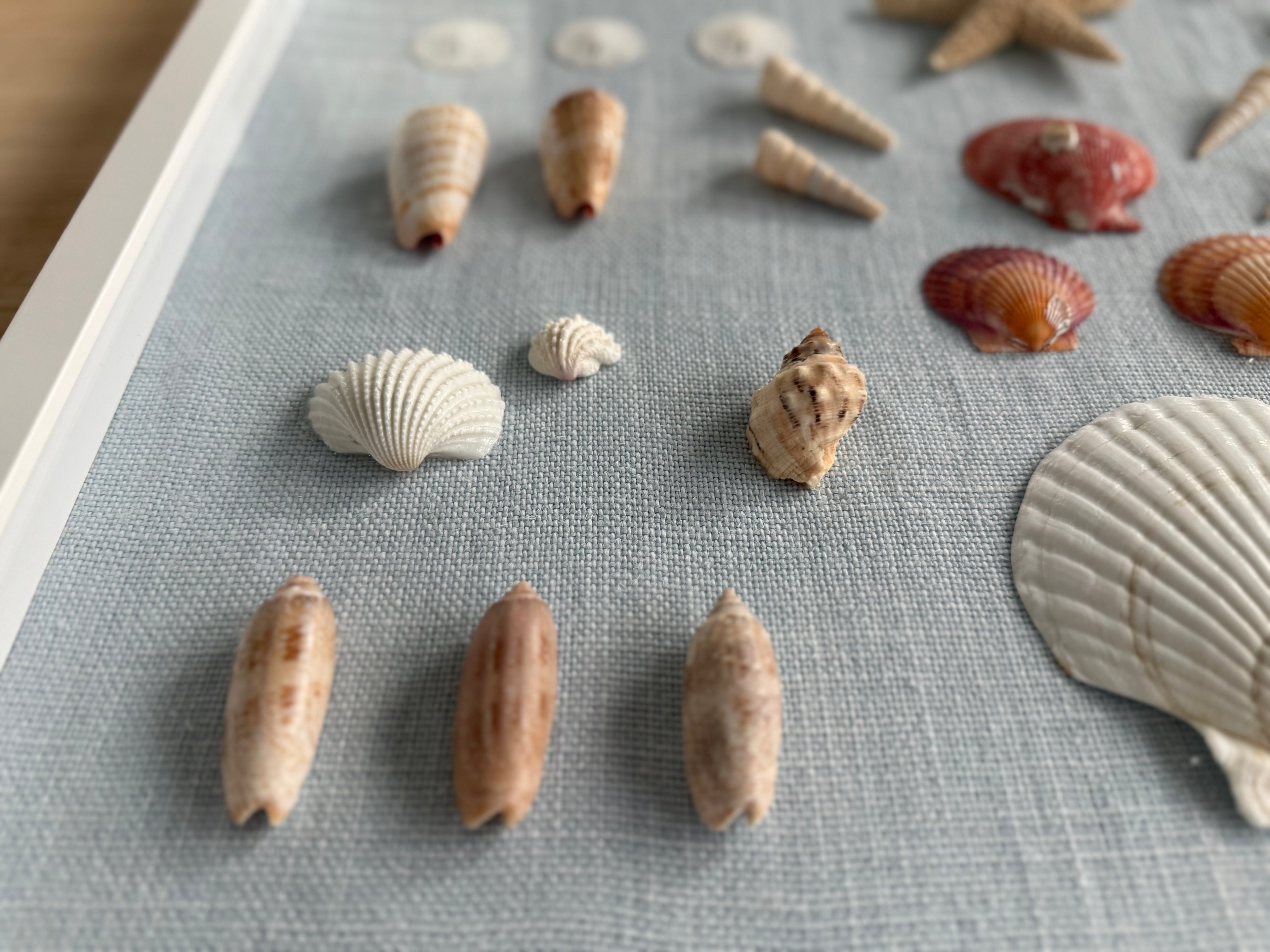 Bespoke Coastal Blue Shell Study Art, 18" x 22"