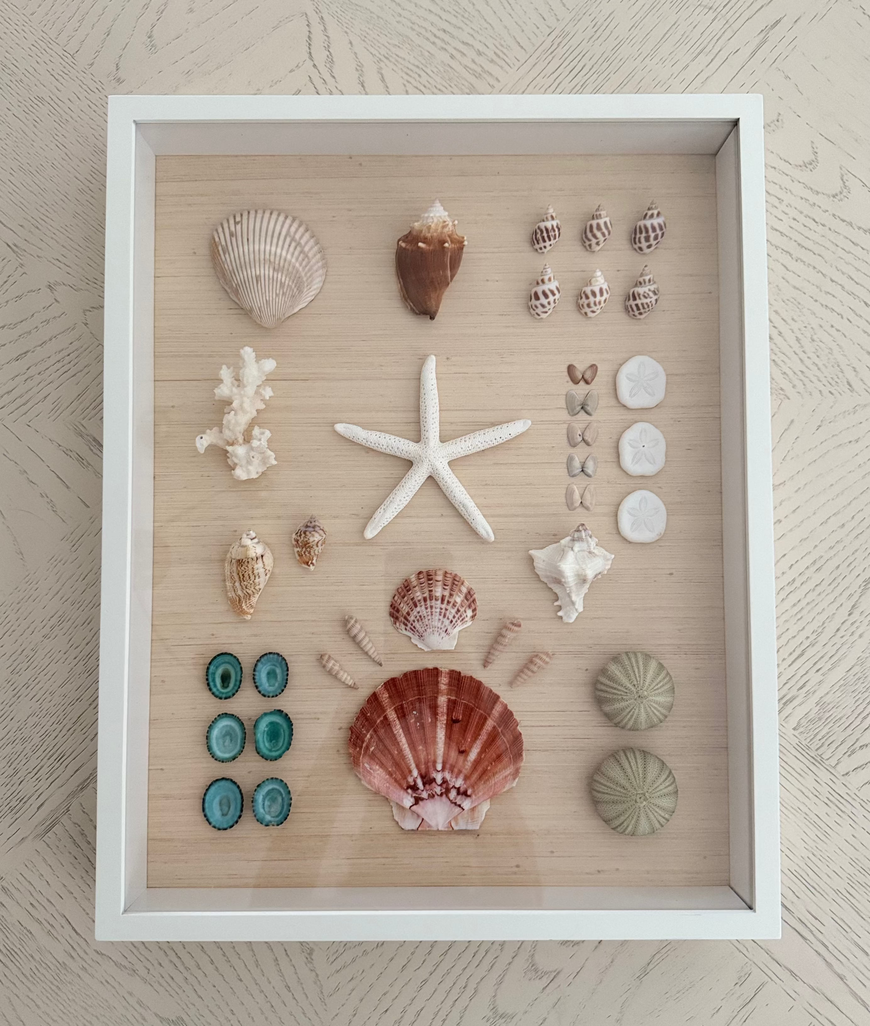 Shell Study Art, 14" x 18"