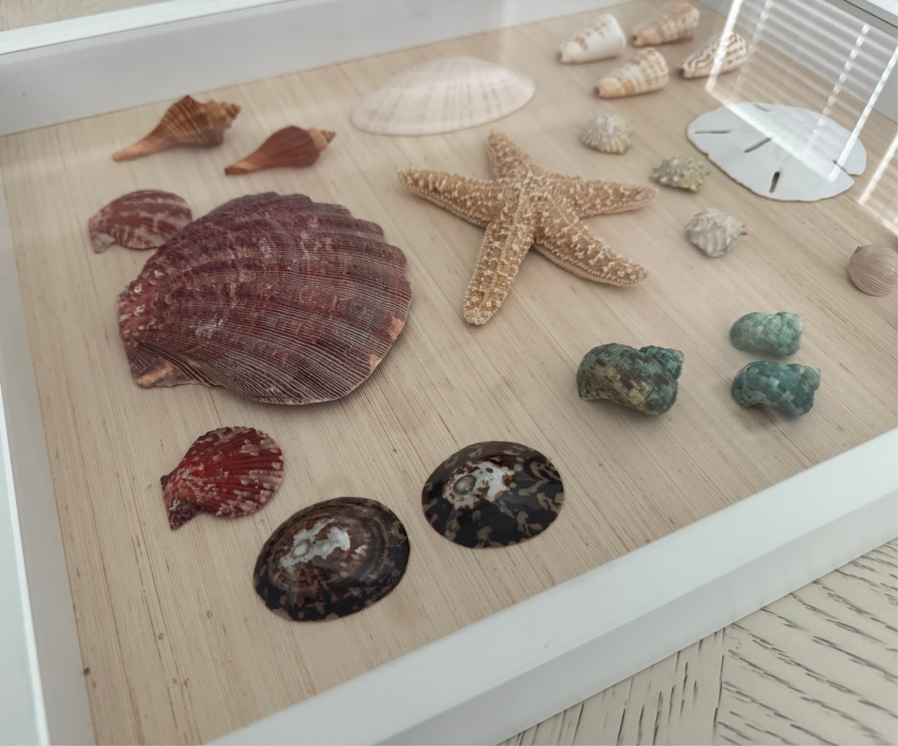 Shell Study Art, 14" x 18"