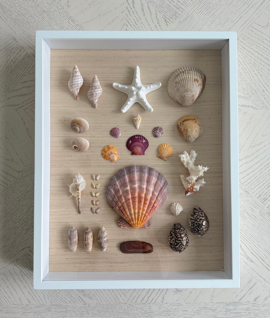 Hand crafted Shell study art with assorted natural seashells arranged on neutral grasscloth in white frame, 14 x 18 inches