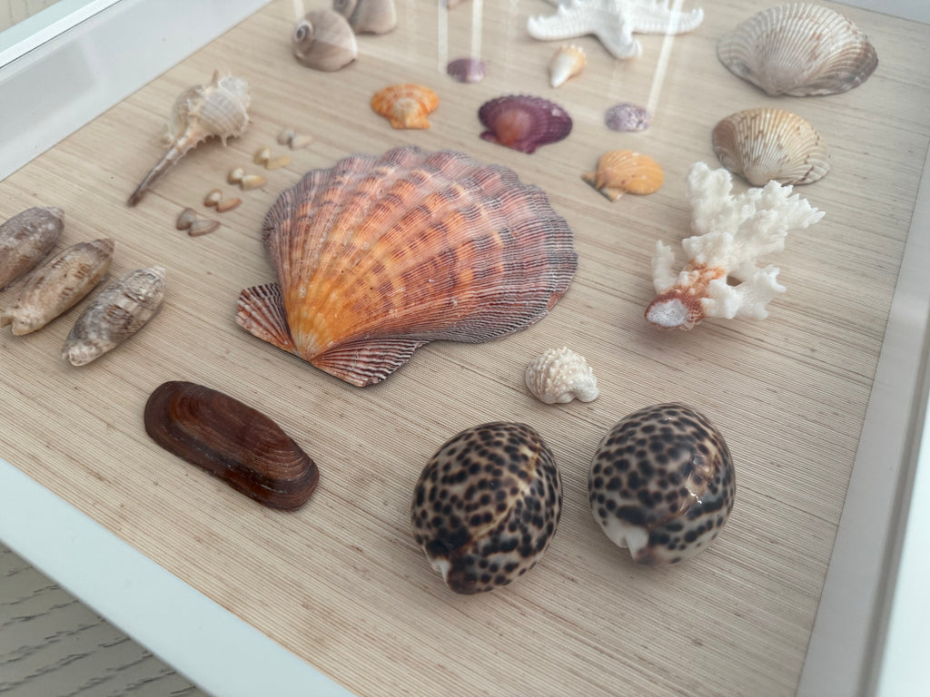Hand crafted Shell study art with assorted natural seashells arranged on neutral grasscloth in white frame, 14 x 18 inches