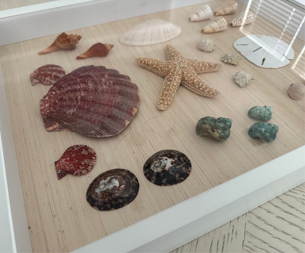 Shell study art with coral, sand, and blush-toned natural seashells on neutral grasscloth in white frame, 14 x 18 inches