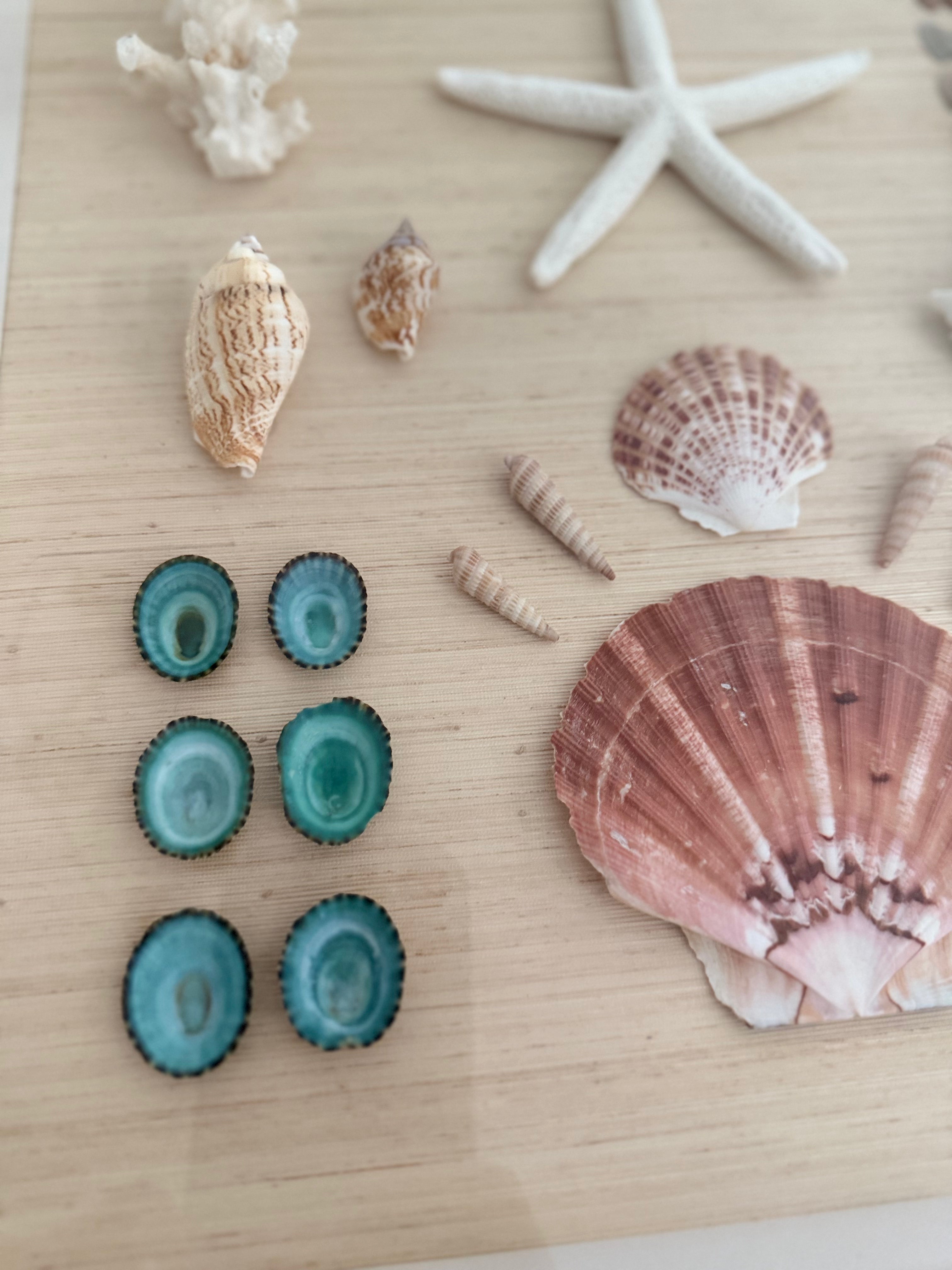 Shell study art with teal limpets and natural seashells on neutral grasscloth in white frame, 14 x 18 inches