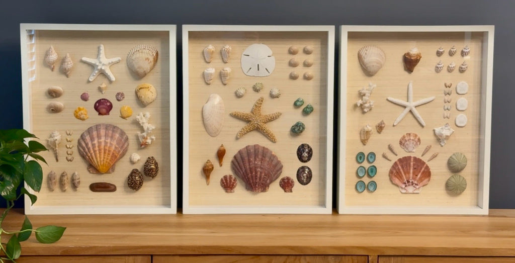 Shell study art with teal limpets and natural seashells on neutral grasscloth in white frame, 14 x 18 inches